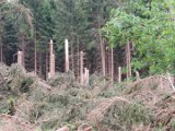 2022-05-20 - Tornado beim Sturmtief Emmelinde Solling - Steinlade bis Gehren (71)